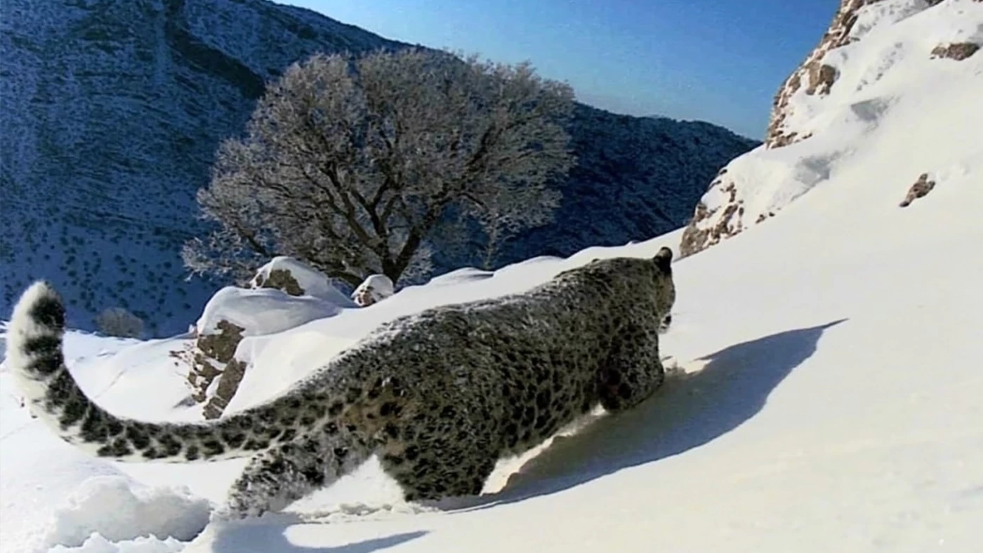 Image of Rare and Threatened: Wildlife on Kurdistan’s Bamo Mountains