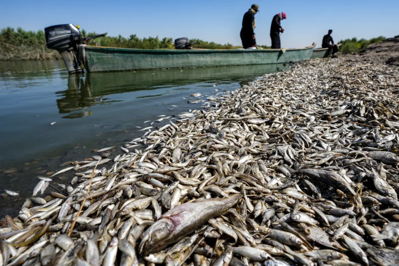 Image of Annual fishing ban to end in July across Iraq: agriculture ministry