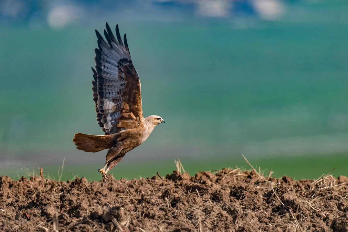 Birds of Kurdistan:Read More