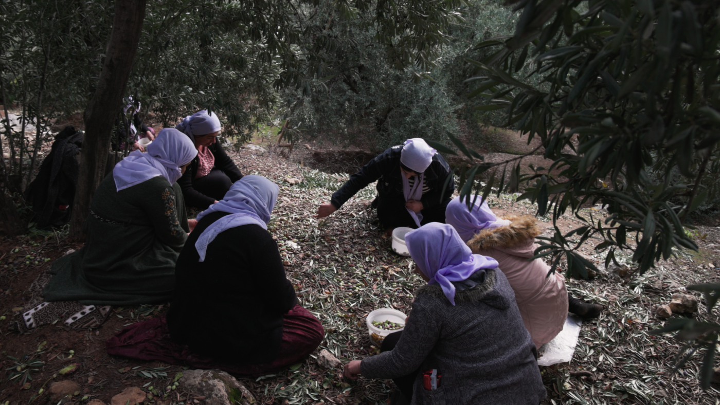 Image of The traditional olive oil-making ceremony in Lalish