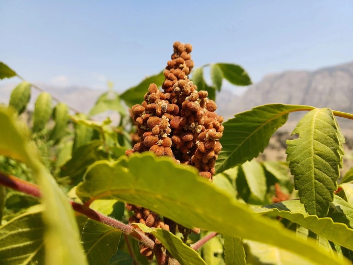 Image of Kurdistan Region exports 100 tons of sumac produce to Syria