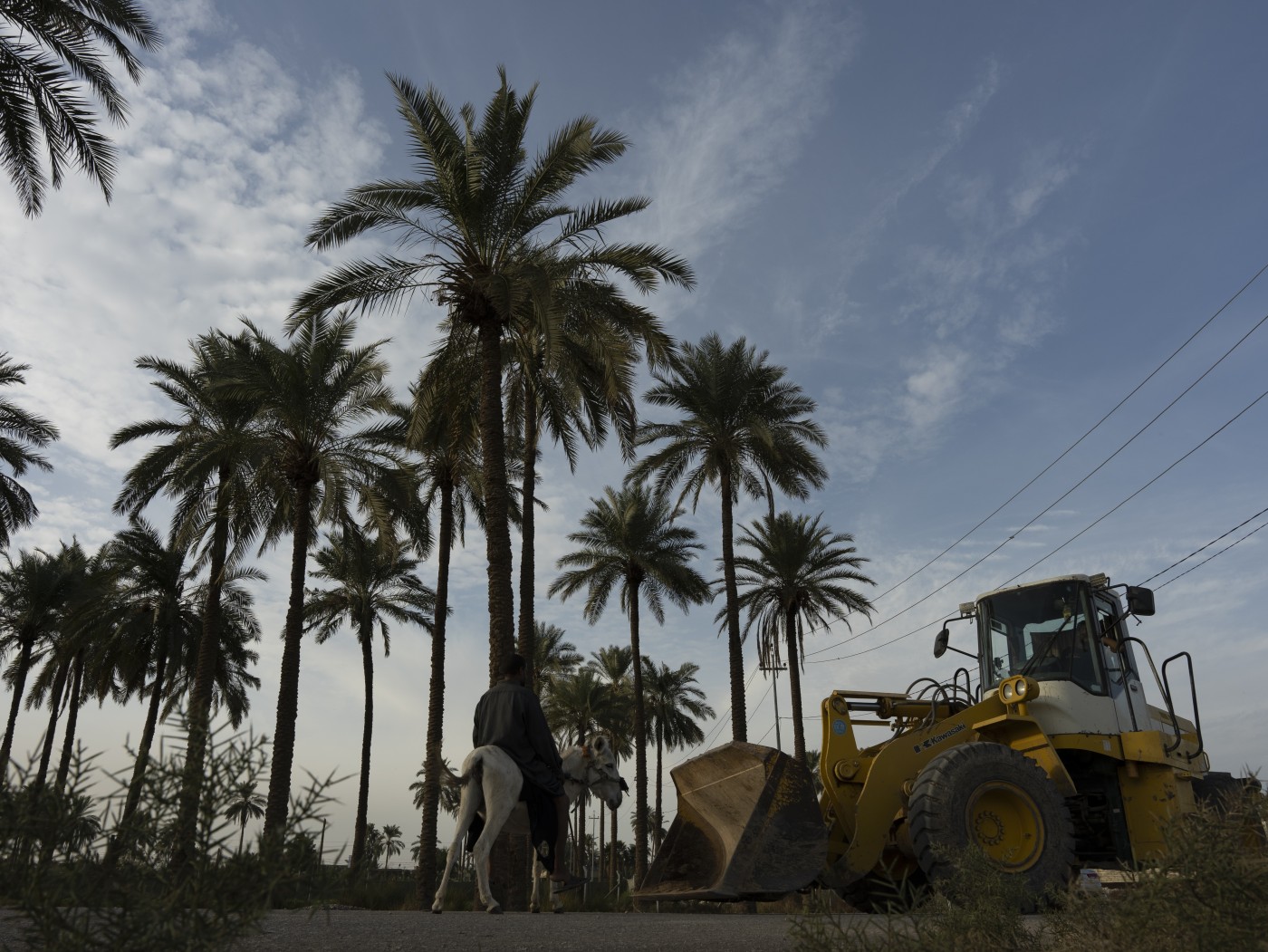 Image of Greed grinds down groves in Iraq’s city of shrines