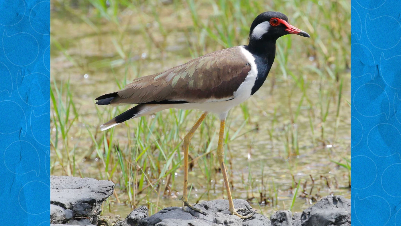 Red-wattled lapwing: Kurdistan’sRead More