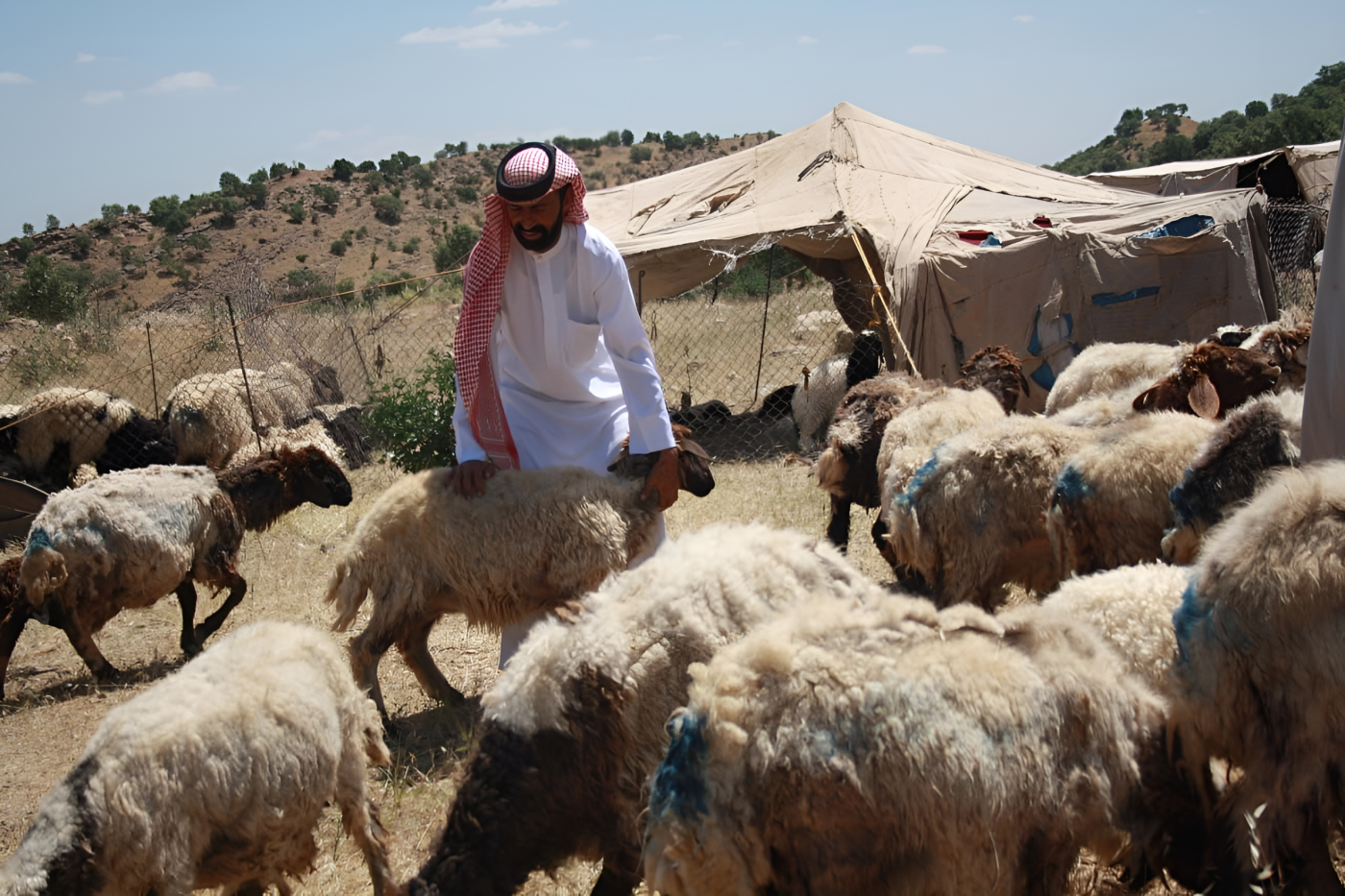 Image of Arab shepherds find second home in Kurdistan’s mountains and meadows