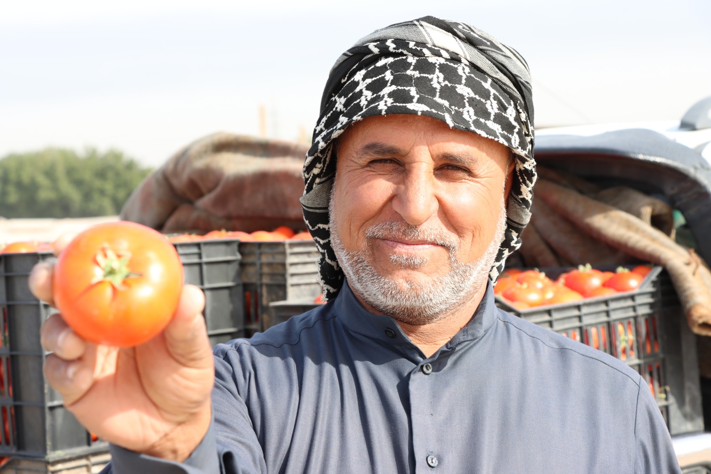 Image of A farmer from Safwan  sells local tomatoes 