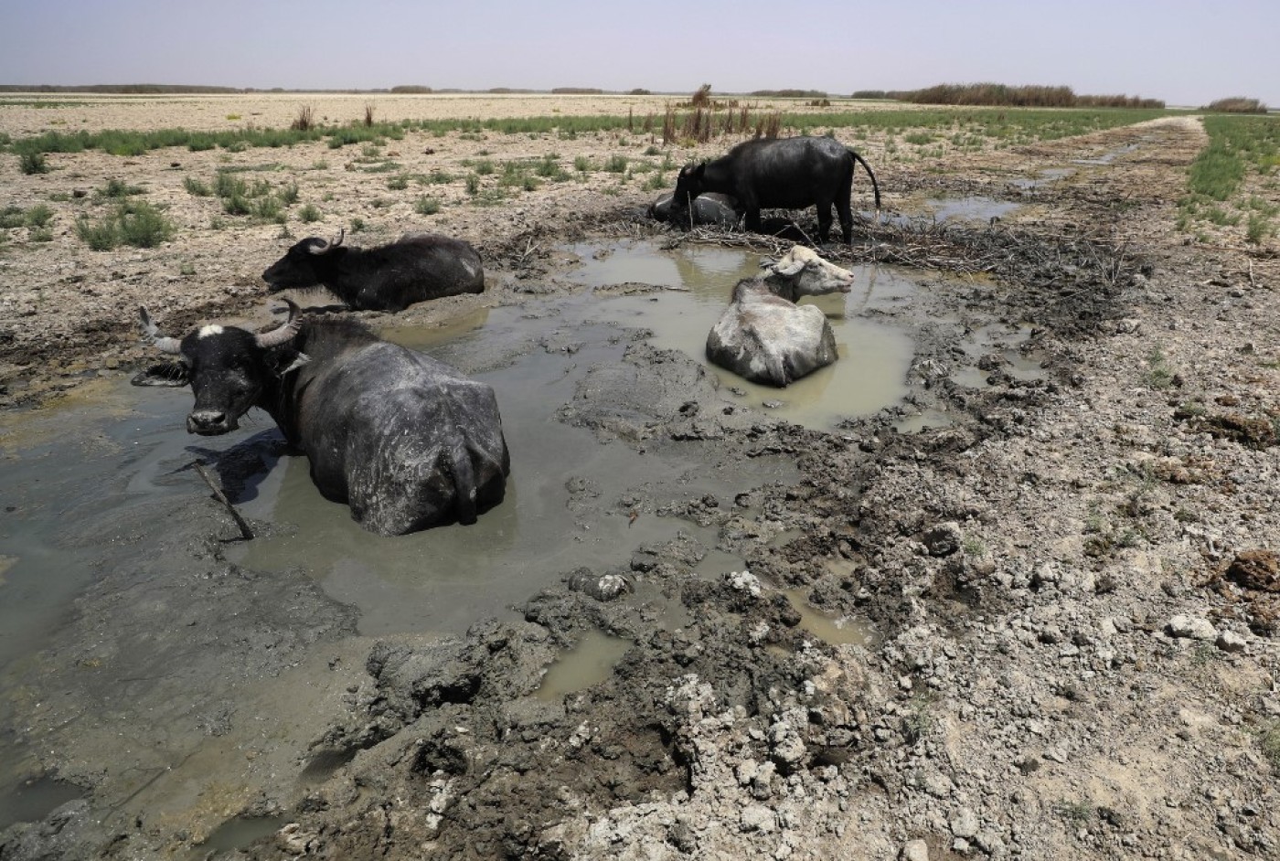 Image of Iraqi marshes lose their icon as buffaloes die of thirst