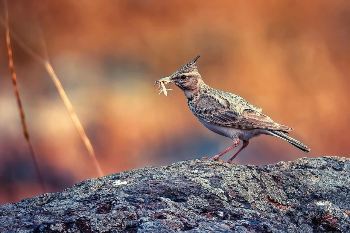 Image of My observations in Kurdistan’s nature