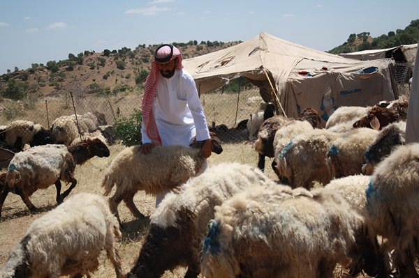 Arab shepherds find secondRead More..