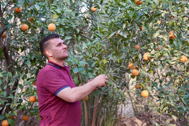 Oranges of Diyala 